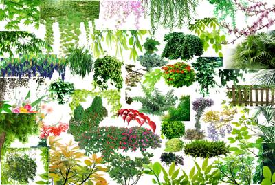 藤条 (2)_5f6e95a7ba90.jpg